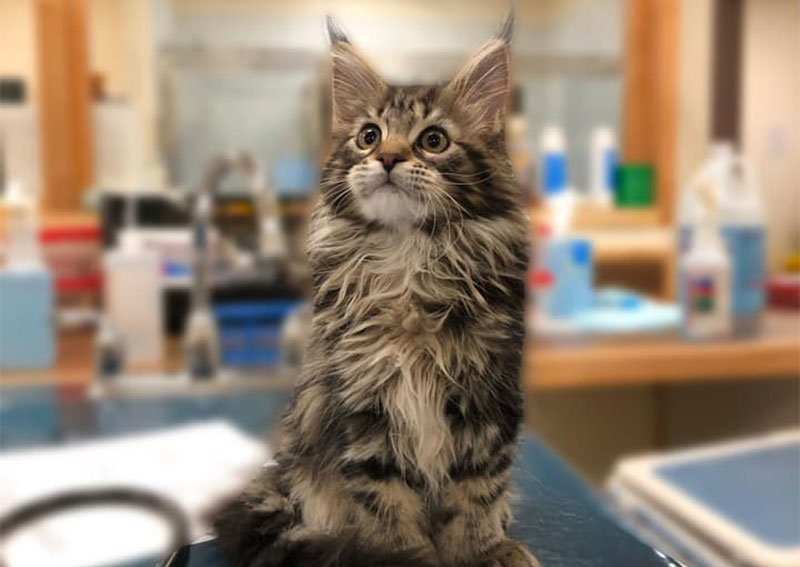 Cat Veterinary Care, Belmont