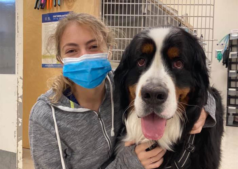 Dog Veterinary Care, Belmont
